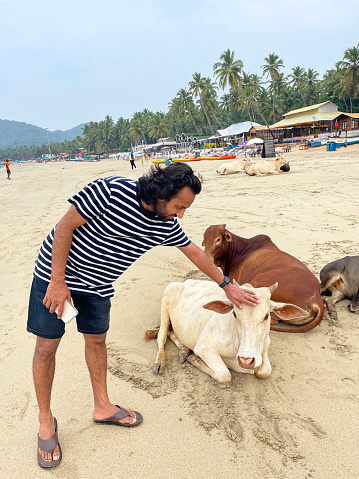 Stock image displaying wild stray cows laying on beach in Goa, India, cattle relaxing in the sand on a hot day with trees, thatched gazebos and parasols in background.