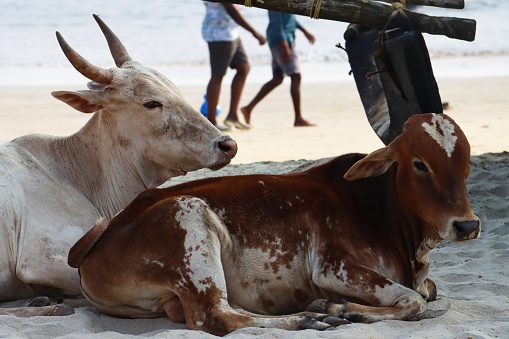 Fishing boat and cows calmly lying on beach sand, Indian ocean on background, Sri Lanka, Waskaduwa.