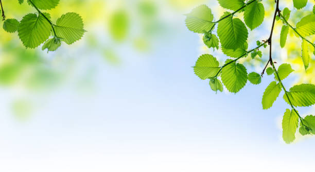istock Vibrant green foliage against a sunny blue sky 1500573340