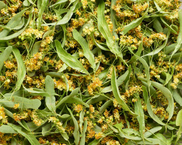 istock Blooming linden leaves background. Top view 1500575426