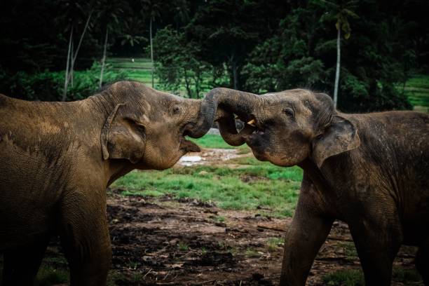 istock African elephants in a grassy field interacting with each other 1500575748