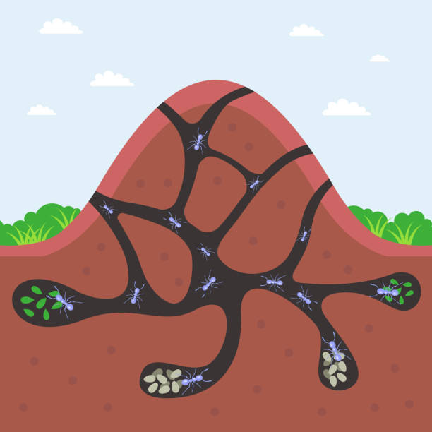 ein großer ameisenhaufen mit unterirdischen gängen. flache vektorillustration. - larva tunnel stock-grafiken, -clipart, -cartoons und -symbole