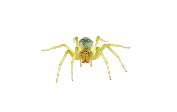 istock Green cribellate spider isolated on white background, Nigma walckenaeri 1500577200