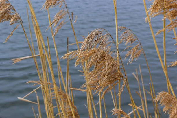 Common reed Phragmites australis. Thickets of fluffy dry trunks of common reed against the background of lake water. Up close Nature concept for design.