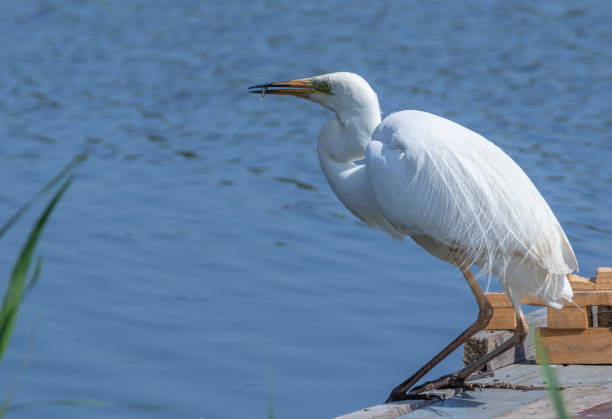 istock Great egret, Ardea alba. A bird caught a very small fish 1500577795