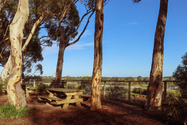 istock picnic tables amongst eucalyptus trees in morning sunlight overlooking the werribee river 1500577882