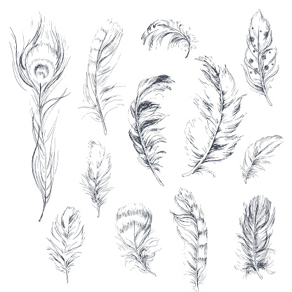 Vector feathers collection, set of 12 different falling fluffy twirled feathers, isolated on transparent background. Ink hand drawn sketched realistic style plumes.