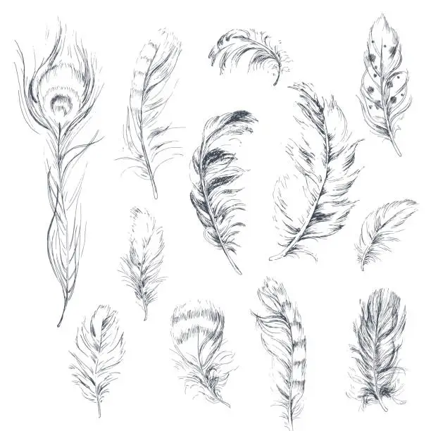 Vector illustration of Set of 12 feathers. Vector