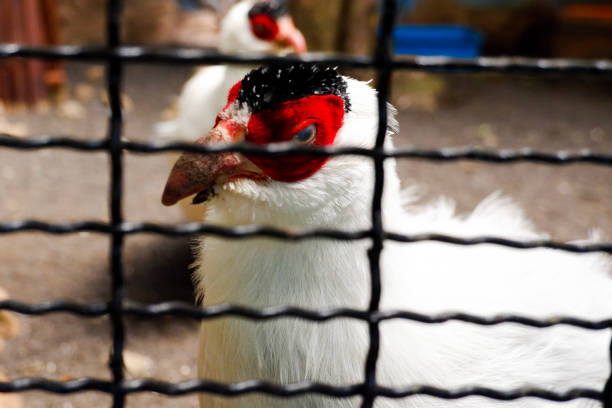 Selective focus of white eared pheasant who walks in his cage in the afternoon. Great for educating children about wild animals.