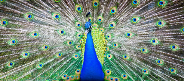 istock Peacock portrait. Beautiful colourful peackock feather 1500583302