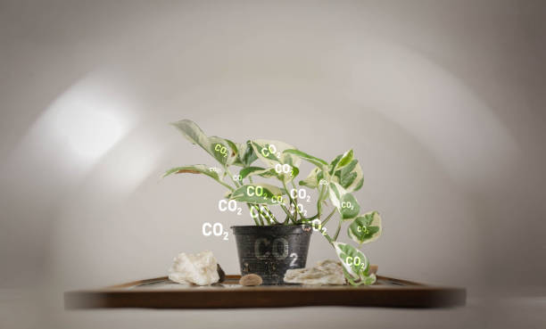 istock Reduce CO2 emission concept. Clean and friendly environment without carbon dioxide emissions.CO2 reducing icon inside magnifier glass for carbon credit to limit global warming from climate change 1500583762