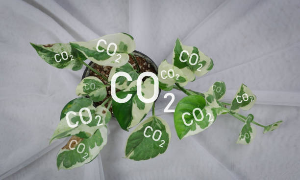 istock Reduce CO2 emission concept. Clean and friendly environment without carbon dioxide emissions.CO2 reducing icon inside magnifier glass for carbon credit to limit global warming from climate change 1500583774