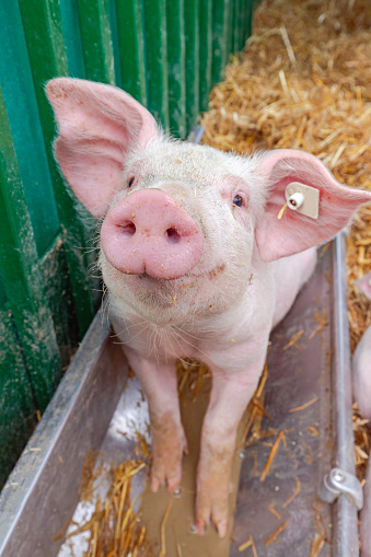Cute Pig Snout Close Up Animal Farm Theme