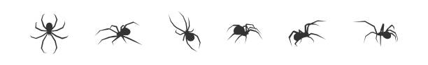 halloween-spinnen-set-symbole. silhouette des schwarzen insektensymbols. vektor-feiertags-oktoberplakat, flacher horror - 2841 stock-grafiken, -clipart, -cartoons und -symbole