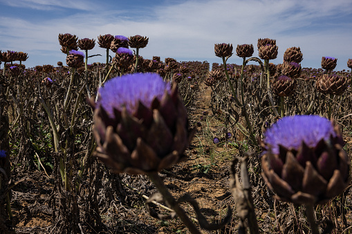 Agricultural activity in Italy and organic farming: artichoke blooming flowers