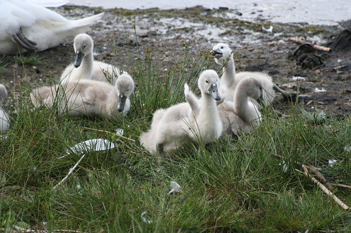 A group of baby swans