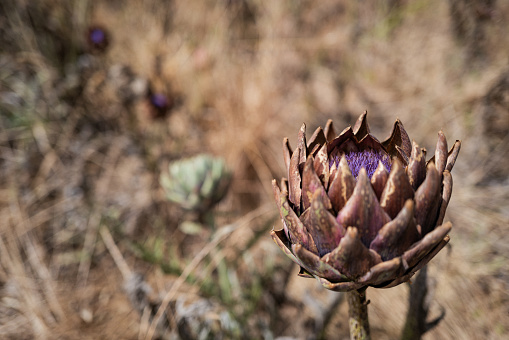 Agricultural activity in Italy and organic farming: artichoke blooming flowers