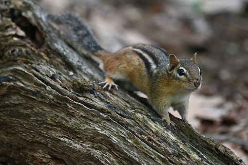 Eastern chipmunk standoff in deep woods, Connecticut, summer