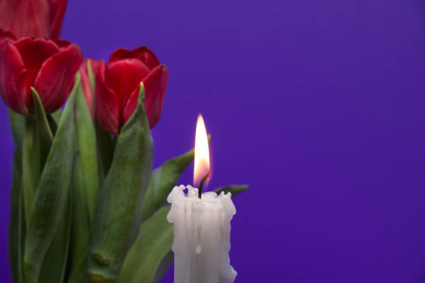 Burning candle and red tulips against a purple background with free copy space for text