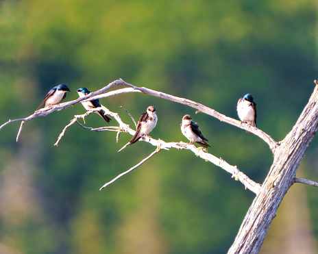 Swallow family with babies perched on a moss branch with a colourful background in their environment and habitat surrounding.