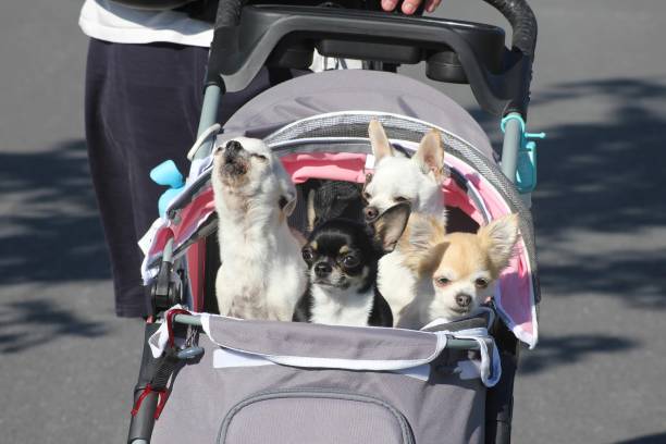 chihuahua sunny, mini, chico e rainy saem para passear - chihuahua dog pet carrier puppy - fotografias e filmes do acervo