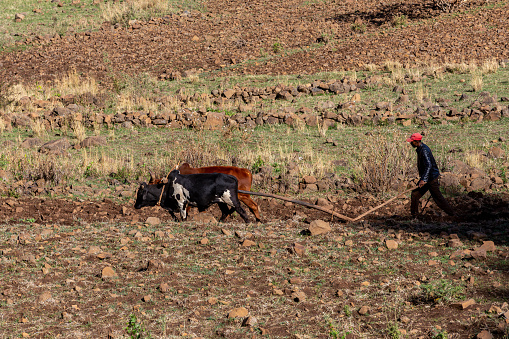 OROMIA REGION, ETHIOPIA, APRIL 19.2019, Unknown Ethiopian farmer cultivates a field with a traditional primitive wooden plow pulled by cows on April 19. 2019 in Oromia Region, Ethiopia