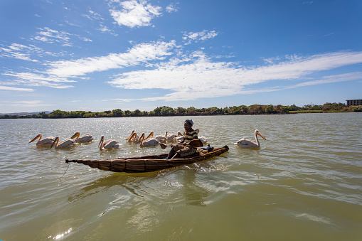 Lake Tana, Ethiopia - April 21st, 2019: A man on a traditional and primitive bamboo boat feeding pelicans on Lake Tana.