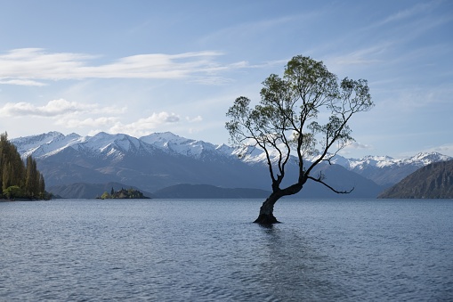 That Wanaka Tree in spring