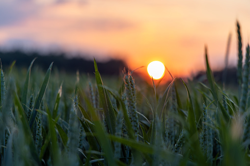 Close-up of unripe green spring wheat in a wide farmer's agricultural field in a hilly rural valley with dense dark forests, against the backdrop of an evening sunset bright sky
