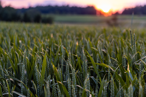 Close-up of unripe green spring wheat in a wide farmer's agricultural field in a hilly rural valley with dense dark forests, against the backdrop of an evening sunset bright sky