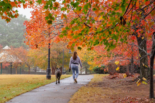istock Fall is coming, foliage starts in the US 1500597953