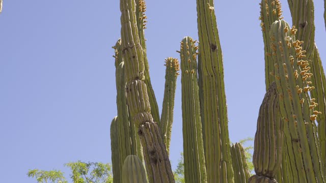 panning tall saguaro cactuses