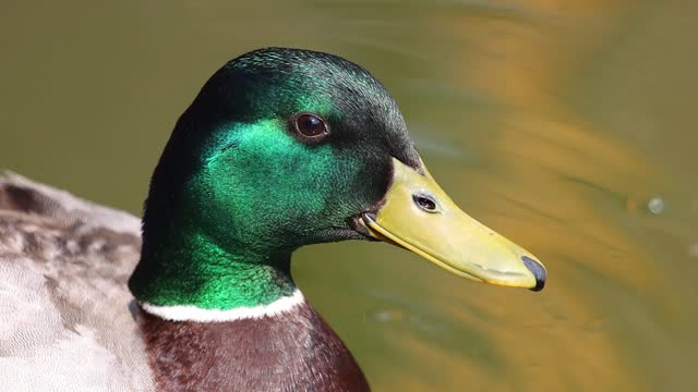 mallard male with a beautiful green tint on his head, close-up