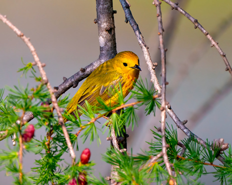 Yellow Warbler close-up side view perched on a tamarack tree branch with cones its environment and habitat surrounding. Warbler Picture.