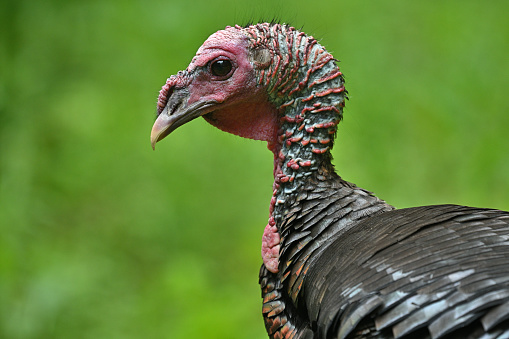 Free range turkeys roaming on a sunny day.