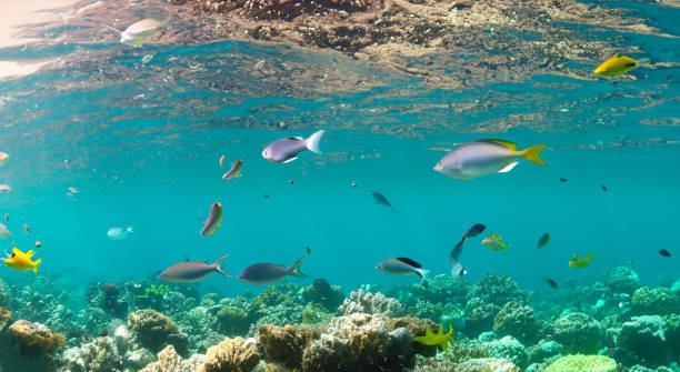 istock fish swimming in the sea in high resolution 1500600856