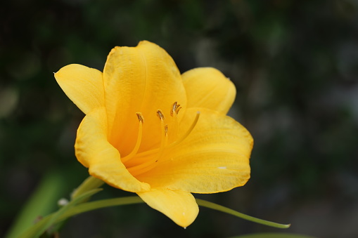 An isolated close-up yellow daylily flower in a flower bed.
