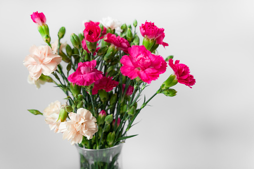 Pink carnation flower in vase