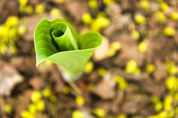 A springtime closeup of a sprouting plant.