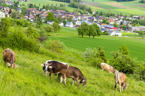 istock Cows graze on meadows on hills against the backdrop of a village 1500603204
