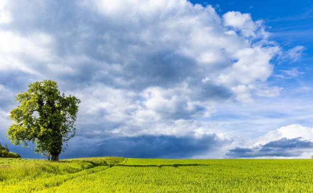 Free Stock Photo of Lone green tree in a grassy field with cloudy skies ...