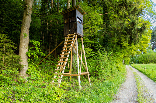A tall old wooden hunting tower stands on the edge of a dense green deciduous forest near the edge of a dirt narrow empty road, in a valley with tall spring grass and meadows against a cloudy blue sky
