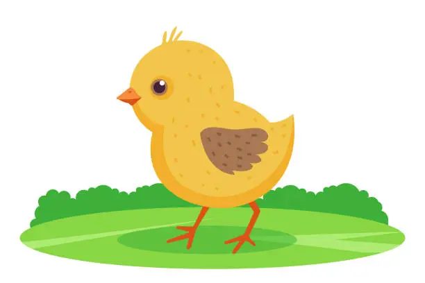 Vector illustration of yellow chicken walks on the lawn. flat vector illustration.