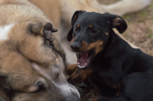 istock dog black with brown dachshund 1500605104