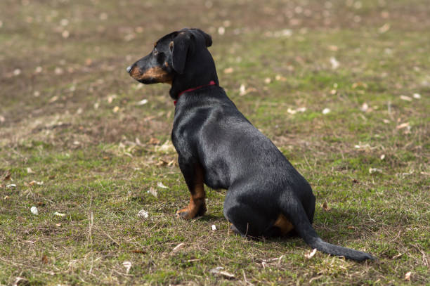 istock dog black with brown dachshund 1500605298