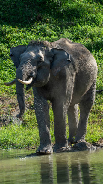 istock The Asian elephant (Elephas maximus), also known as the Asiatic elephant 1500605904