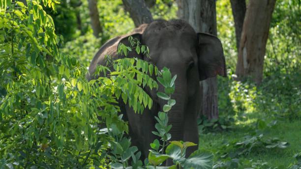 istock The Asian elephant (Elephas maximus), also known as the Asiatic elephant 1500605957