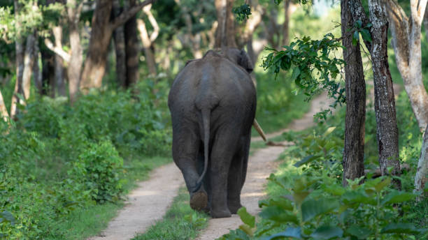 istock The Asian elephant (Elephas maximus), also known as the Asiatic elephant 1500605980