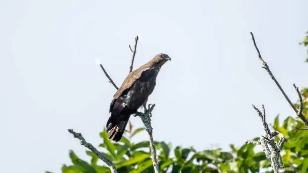 crested honey buzzard (Pernis ptilorhynchus)