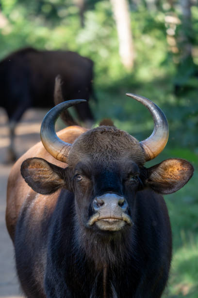 The gaur (Bos gaurus) also known as the Indian bison
